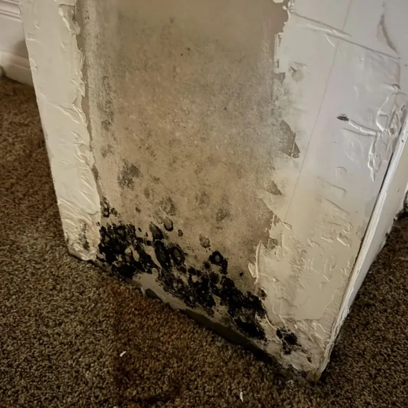Professional Mold Removal in The Village, OK